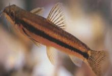 泰国南鳅是什么鱼？