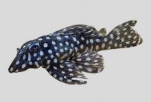 巴西重钩鲶是什么鱼？