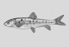 伍氏裸裂尻鱼是什么鱼？