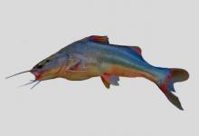 白油鲶是什么鱼？