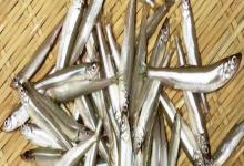 日本公鱼是什么鱼？