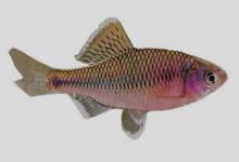 峨眉鱊是什么鱼？