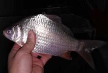 高背鲫和工程鲫的区别