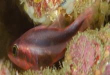 半饰天竺鲷是什么鱼？