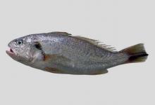 厦门白姑鱼是什么鱼？