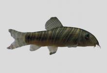 条纹沙鳅是什么鱼？