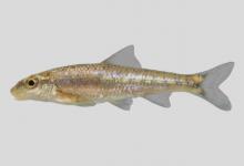 硬刺弓鱼是什么鱼？