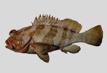 霜点石斑鱼是什么鱼？