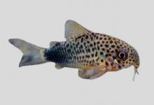 似兵鲶是什么鱼？