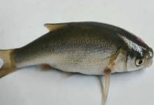 准噶尔雅罗鱼是什么鱼？