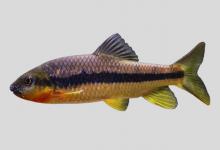 多耙光唇鱼是什么鱼？