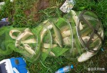 春季钓鲤鱼，4个招数要常用，爆护其实很容易