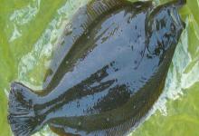 马来斑鲆是什么鱼？