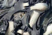 白鲫和工程鲫的区别