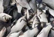 银鲫和鲫鱼的区别