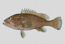 小纹石斑鱼是什么鱼？