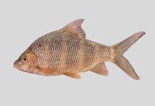 叶结鱼是什么鱼？