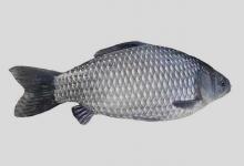 异育银鲫是什么鱼？