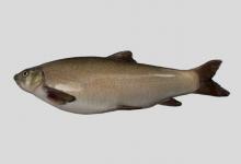 喜马拉雅裸裂尻鱼是什么鱼？