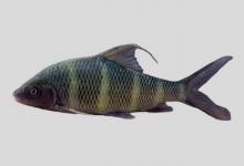 长鳍光唇鱼是什么鱼？