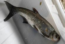 翘嘴鲤是什么鱼？