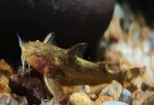 细尾异齿鰋是什么鱼？