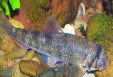 片唇鮈是什么鱼？