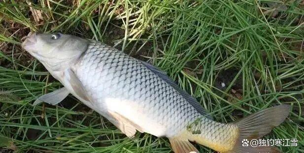 春钓鲤鱼，别再傻傻打重窝！记住这4个黄金法则，下竿就有口！