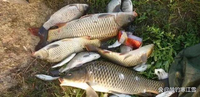 春钓鲤鱼，别再傻傻打重窝！记住这4个黄金法则，下竿就有口！