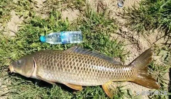 春钓鲤鱼，别再傻傻打重窝！记住这4个黄金法则，下竿就有口！
