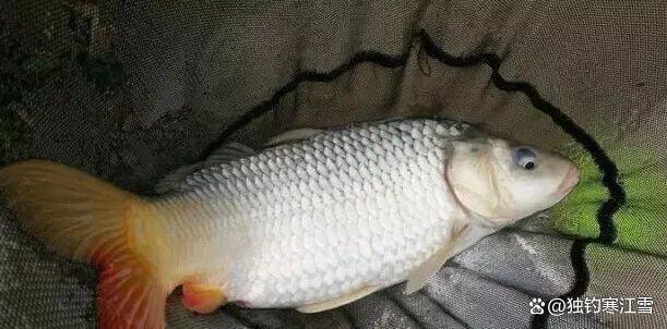 春钓鲤鱼，别再傻傻打重窝！记住这4个黄金法则，下竿就有口！