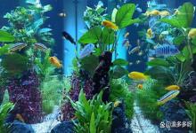 如何让鱼缸水质保持长期清澈？不花钱保持鱼缸水质清澈的方法，你试过吗？