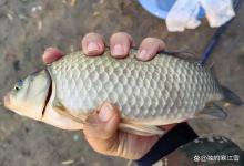 雨水后钓鱼总空军？别怪饵料！90%的人第一步就选错了水深！
