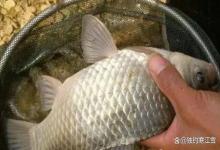 野塘没水草就钓不到鱼？那是你太死板！记住这4点，光水面照样连竿到手软！