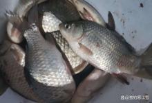 早春最易爆护的3种天气！