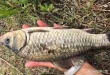 春季想钓大板鲫？认准这三个“藏鱼密码”！下竿就是半斤起步！