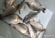 惊蛰前后鱼都去哪了？老钓友偷偷告诉你，大板鲫都在这3个地方藏着！