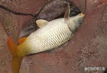 春钓鲤鱼，别再傻傻打重窝！记住这4个黄金法则，下竿就有口！