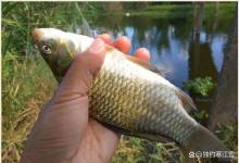 鱼星直冒就是不咬钩？别瞎折腾！90%的人死在这5个细节上！