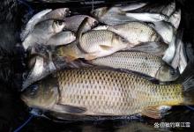 开春钓鲫别死守！记住这4个黄金半小时，比别人多钓3倍的鱼！