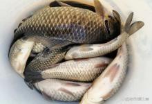 春天钓10条鲫鱼9条是带籽母的，公鱼都去哪了？40年老钓友说实话！