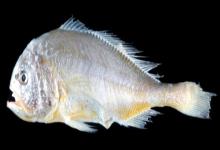 棘头梅童鱼是什么鱼？