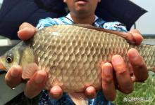 野钓次次上鱼的秘诀！核心就这 2 件事，做好了渔获大不一样！