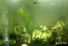 养鱼避坑，鱼缸发白浑浊能用净水剂吗？净水剂到底是不是智商税？