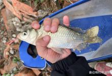 鲫鱼离底这么办？除了钓浮，这3招也能轻松应对！