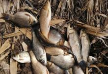 别再把窝点喂成“幼儿园”！搞懂大小鲫鱼这3点区别，专攻大板鲫