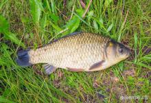 野钓鲫鱼和鲤鱼，看似差不多，钓法却天差地别！这3点“关键”差异你知道吗？