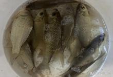 别再打重窝了！早春钓大板鲫的3个致命误区，第2个90%的人中招！