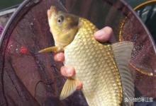 雨水到惊蛰，还在抢老钓位？这3个黄金位置没人告诉你，连杆到手软！