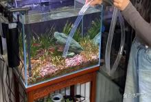 鱼缸亚硝酸盐高需要天天换水吗？鱼缸亚硝酸盐超标需要不停换水吗？